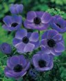 Anemone MR.FOKKER